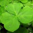 st pats2